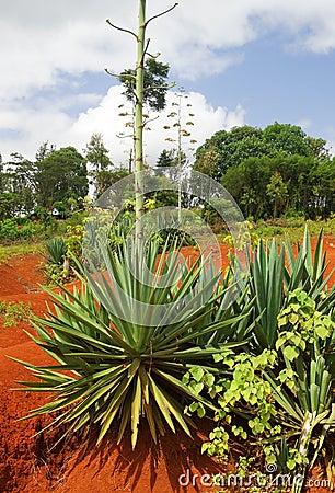 Sisal Plant Stock Photo