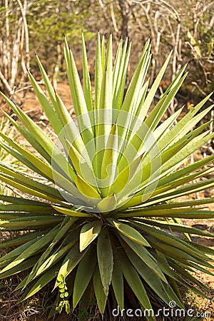 Sisal plant used for knitting ropes, Madagascar Stock Photo