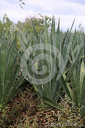 Sisal plantation in the semirado of bahia Stock Photo