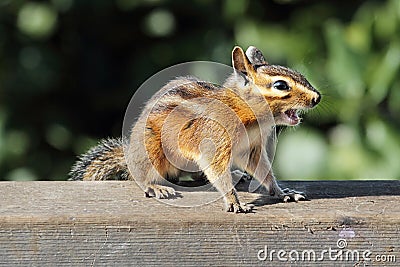 Siskiyou chipmunk (Neotamias siskiyou) Stock Photo