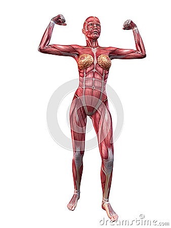 muscoli del corpo umano foto