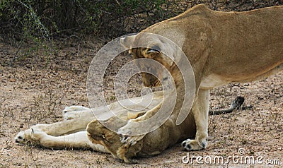 Sisterly Love shown by Lions Stock Photo