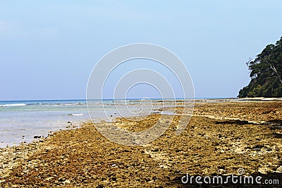 Dead corals deposited at the coast of Sitapur beach, Neil Island Stock Photo