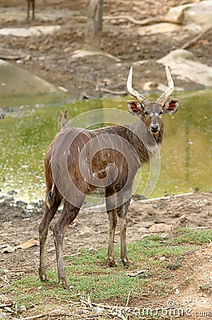 Sitatunga Stock Photo