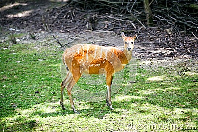 Sitatunga Stock Photo