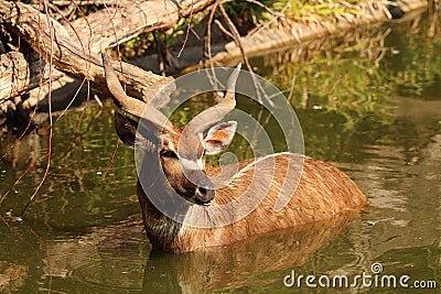 Sitatunga in water - animals in the nature Stock Photo