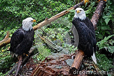 Sitka, Alaska: Two bald eagles at the Alaska Raptor Center Stock Photo