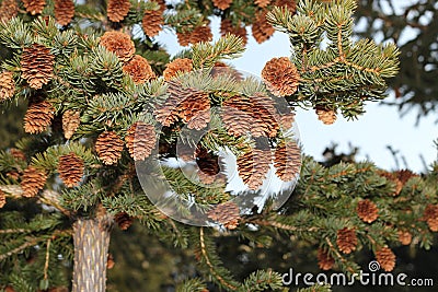 Sitka spruce cones Stock Photo