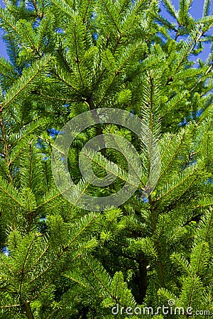 Sitka spruce needles Stock Photo