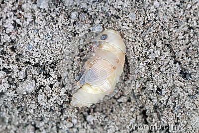 Sitona griseus is a species of weevil Curculionidae, pest of lupines and other Fabaceae. Pupa in the soil near the root of the soy Stock Photo