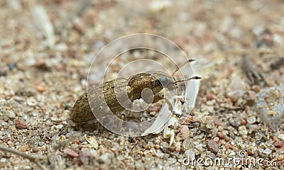 Sitona weevil on sand Stock Photo