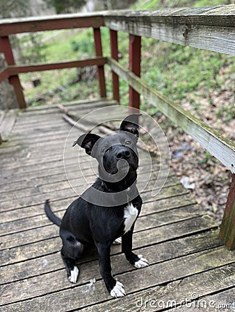 This is Titan and heâ€™s adorable Stock Photo