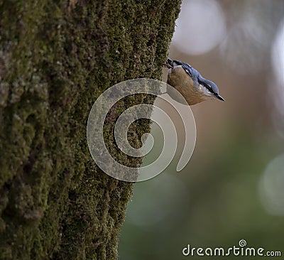 Sitta europea `Trepadeira-azul` a little blue song bird in the natural park of `Bom Jesus` Braga. Stock Photo