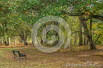 Sitting bench in the woods Stock Photo