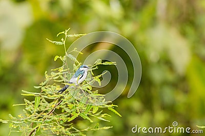 Sitting Blue-and-white Swallow Stock Photo