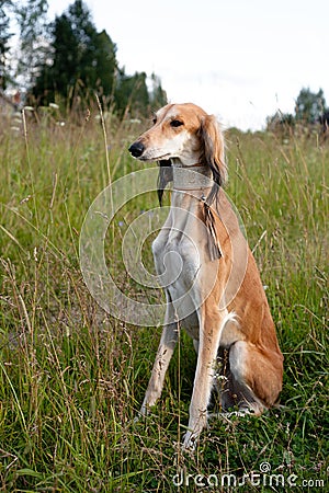 Sitting brown saluki Stock Photo