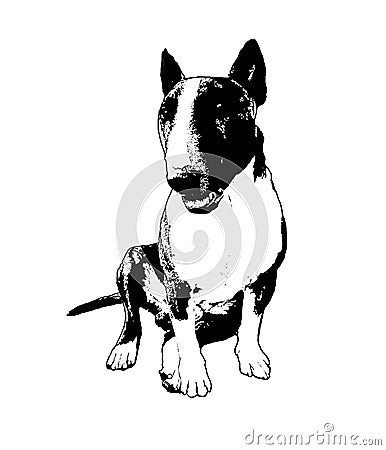 A Sitting Bull Terrier Dog Portrait in black and white Stock Photo