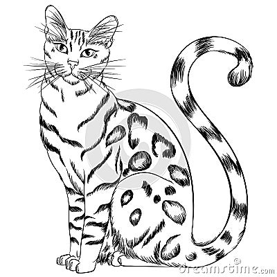 Sitting cat breed Bengal line art Cartoon Illustration