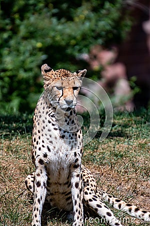 Sitting cheetah in Africa. Sitting cheetah in wild bush in South Africa Stock Photo