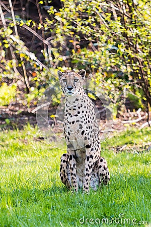 Sitting cheetah in the savannah Stock Photo