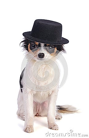 Sitting Chihuahua with black hat Stock Photo