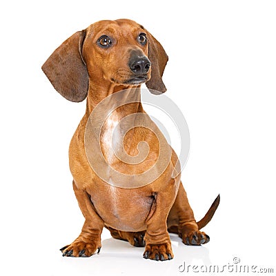 Sitting dachshund or sausage dog Stock Photo