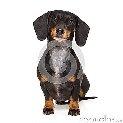 Sitting dachshund or sausage dog Stock Photo