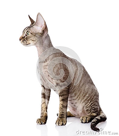 Sitting devon rex cat. looking left. Stock Photo