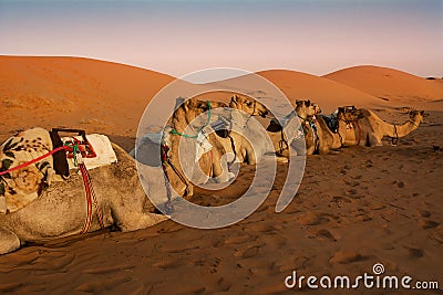 Sitting dromedary resting under the dunes of the Wahiba Sand Desert at dawn Stock Photo