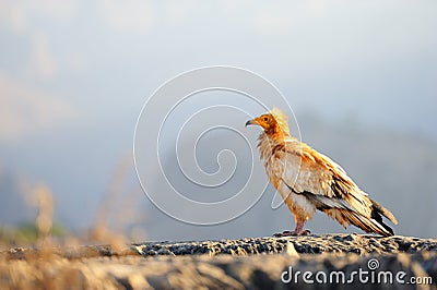 Sitting Egyptian Vulture Neophron percnopterus in Socotra isla Stock Photo