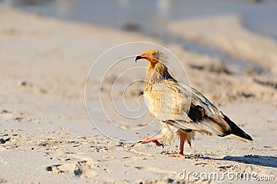 Sitting Egyptian Vulture Neophron percnopterus in Socotra isla Stock Photo