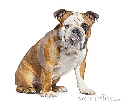 Sitting English Bulldog looking at the camera, isolated on white Stock Photo