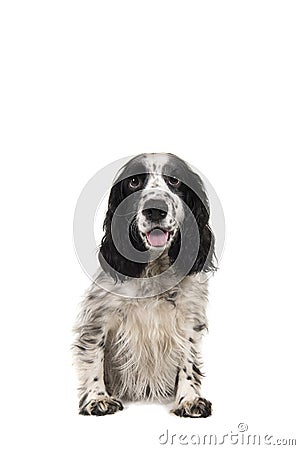 Sitting english cocker spaniel with mouth open seen from the front Stock Photo