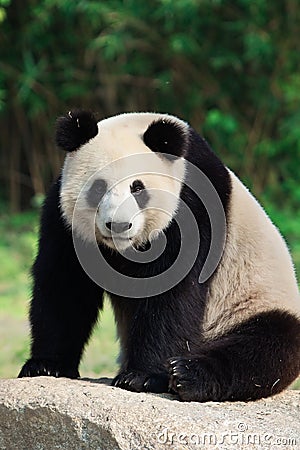 A Giant Panda is sitting on a rock Stock Photo