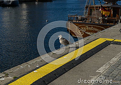 Sitting great gull in the harbor of the german city called Wismar Editorial Stock Photo