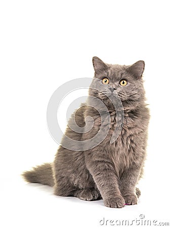 Sitting grey british longhair cat looking up Stock Photo