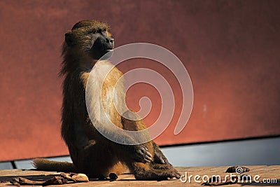 Sitting guinea baboon Stock Photo