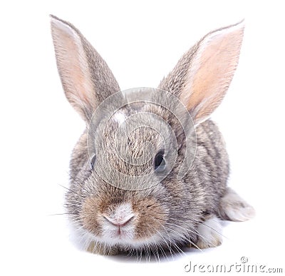 Sitting isolated on white background gray bunny Stock Photo