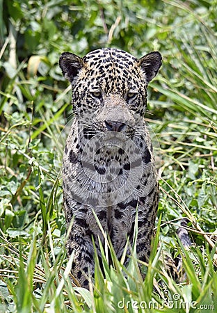 Sitting jaguar. Front view, green natural background . Panthera onca. Natural habitat. Cuiaba River, Brazil Stock Photo