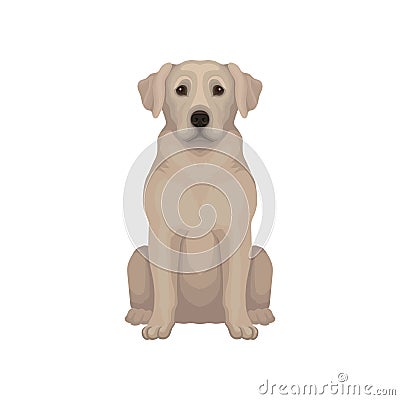 Sitting Labrador retriever. Dog with short beige hair and adorable muzzle. Detailed vector for cynology club, zoo store Vector Illustration