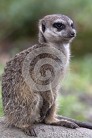 Sitting meerkat looks at something Stock Photo