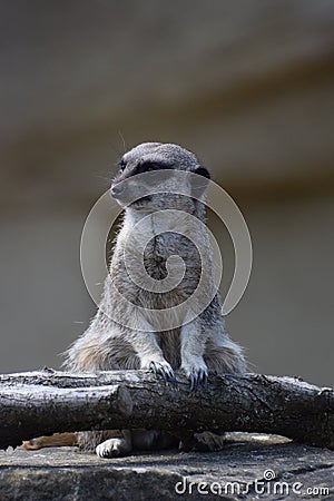 Sitting meerkat portrait Stock Photo