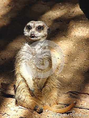 Sitting Meerkat Stock Photo