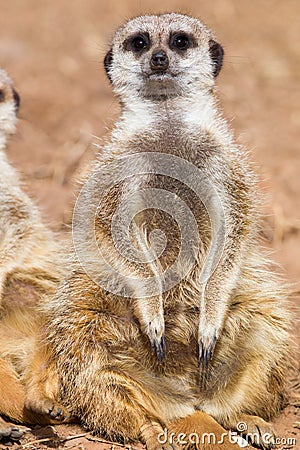 Sitting meerkat Stock Photo