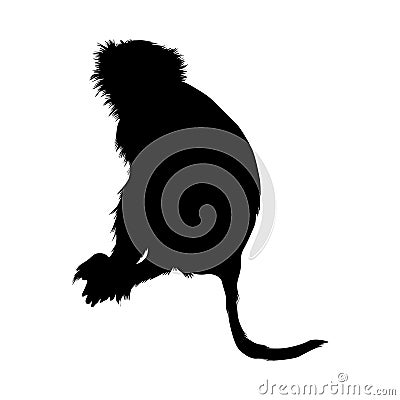 Sitting Monkey Macaca Fascicularis On a Side View Silhouette Found In Map Of Africa Asia,Oceania,Central And South America Vector Illustration