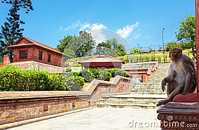 Sitting monkey in Pashupatinath Stock Photo