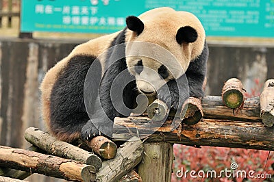 Sitting panda Stock Photo