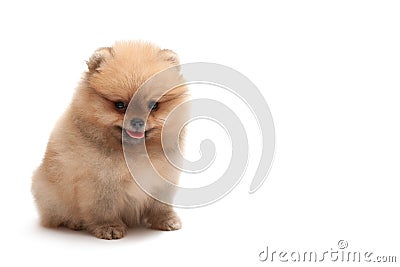 Sitting pomeranian spitz puppy Stock Photo