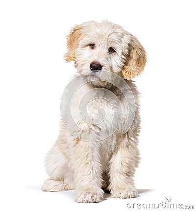 Sitting Puppy Barbado da Terceira, isolated Stock Photo