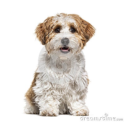 Sitting Puppy Havanese dog staring, 5 months old, isolated Stock Photo